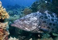 Fish, camouflaged to live on the Maldives Royalty Free Stock Photo