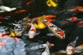 fish CARP fancy , koi in pond, japanese National animal Royalty Free Stock Photo