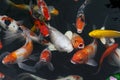 fish CARP fancy / koi in a pond, japanese National animal Royalty Free Stock Photo