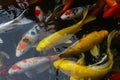 Japan fish CARP fancy / koi in pond, japanese National animal Royalty Free Stock Photo