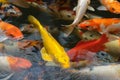 fish CARP fancy / koi in pond, is japanese National animal Royalty Free Stock Photo