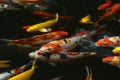 fish CARP fancy / koi in pond, is japanese National animal Royalty Free Stock Photo