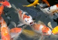 fish CARP fancy fish / koi in pond, japanese National animal Royalty Free Stock Photo