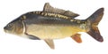 Fish carp. Freshwater fish without scales