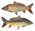 Fish carp. Isolated fish with and without scales