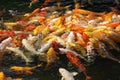 Fish carp in a pond