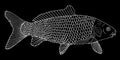 Fish carp with scales hand drawn. White contour of fish on black background. Vector illustration Royalty Free Stock Photo