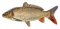 Fish carp with scales. Raw river fish. Royalty Free Stock Photo