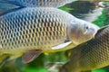 The fish carps. Sad fish in the aquarium. Animals in captivity Royalty Free Stock Photo