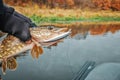 Fish caught in the autumn on the river