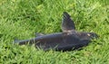 A fish caught by a fisherman is lying on the bank of a river Royalty Free Stock Photo