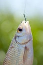 Fish caught on a hook Royalty Free Stock Photo