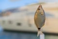 Fish caught on a hook. The saddled seabream (Oblada melanura) Royalty Free Stock Photo