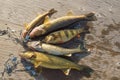 5 fish caught and laid on the dock