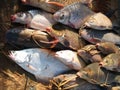 Fish caught from the Mekong River