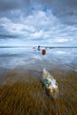 Fish caught in a net on a sandy beach Royalty Free Stock Photo