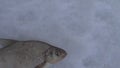 Fish caught in the winter from under the ice