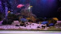 Fish chicild aquarium water collor corral Royalty Free Stock Photo