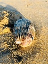 dying fish on the chilaw beach