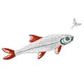 Fish Chondrostoma nasus and ephemera low-polygon outline vector illustration hand draw Royalty Free Stock Photo