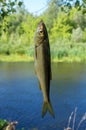 fish chub caught on a hook