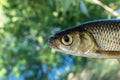 Fish chub caught on a hook