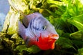 Fish cichlasoma meeki Royalty Free Stock Photo