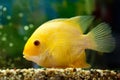 Fish cichlasoma severum Royalty Free Stock Photo