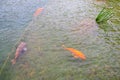 Fish in the city park pond. Background with selective focus and copy space Royalty Free Stock Photo