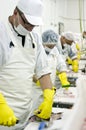 Fish cleaning assembly line Royalty Free Stock Photo