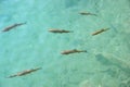 Fish in clear water Royalty Free Stock Photo