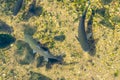 Fish in clear water close up top view Royalty Free Stock Photo