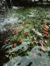 Fish in the clear water and mini waterfall