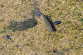 Fish in the clear water, top view Royalty Free Stock Photo