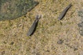 Fish in the clear water, top view Royalty Free Stock Photo