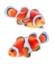 Fish clown isolated on white background. Watercolor Illustration