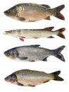 Fish collection Royalty Free Stock Photo