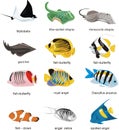 Fish collection Royalty Free Stock Photo