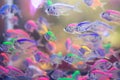 Fish in color in fresh water Royalty Free Stock Photo