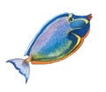 Fish colorful blue with yellow eyes orange stripe on abdomen