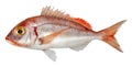 Fish common pandora, pink sea bream isolated on white background Pagellus erythrinus