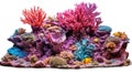 fish coral aquarium Royalty Free Stock Photo