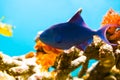 Fish and coral detail in aquarium Royalty Free Stock Photo