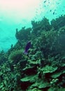 Fish on a coral head on the Great Barrier Reef Royalty Free Stock Photo