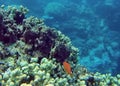Fish on a coral head on the Great Barrier Reef Royalty Free Stock Photo
