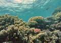 Fish on a coral head on the Great Barrier Reef Royalty Free Stock Photo