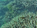 Fish on a coral head on the Great Barrier Reef Royalty Free Stock Photo