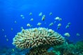 Fish and Coral Reef Royalty Free Stock Photo