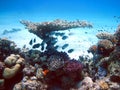 Fish and coral reef