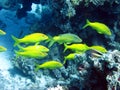 Fish and coral reef